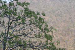 Gyrocarpus americanus